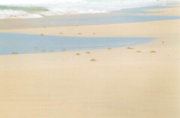 Capoverde098.JPG - L'incontaminata spiaggia di Praia Curalinho, conosciuta anche come Santa Monica