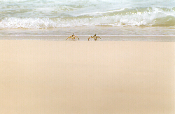 Capoverde099.JPG - L'incontaminata spiaggia di Praia Curalinho, conosciuta anche come Santa Monica