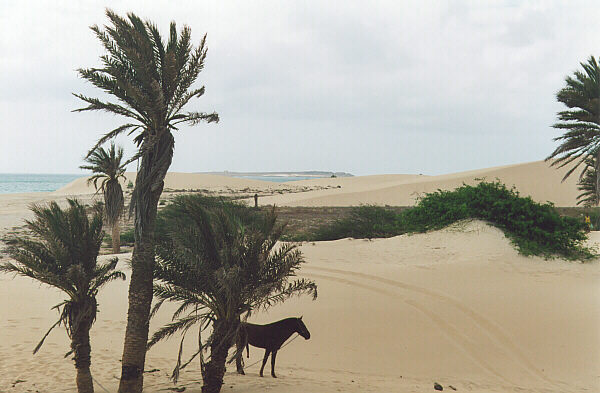 Capoverde111.JPG - Palme sulla spiaggia di Praia de Chave