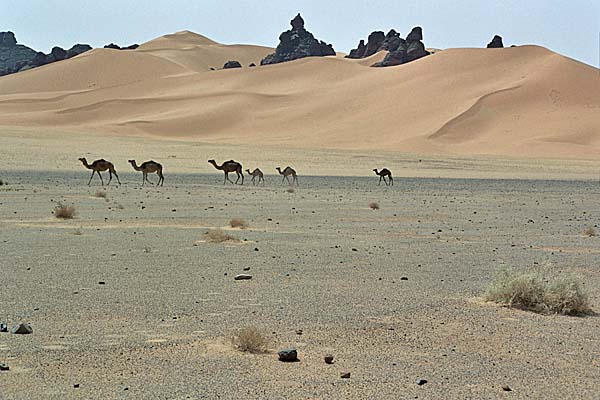 JebelAcacus_Panorama21.jpg - Panorami verso la zona dell'Awiss, domedari