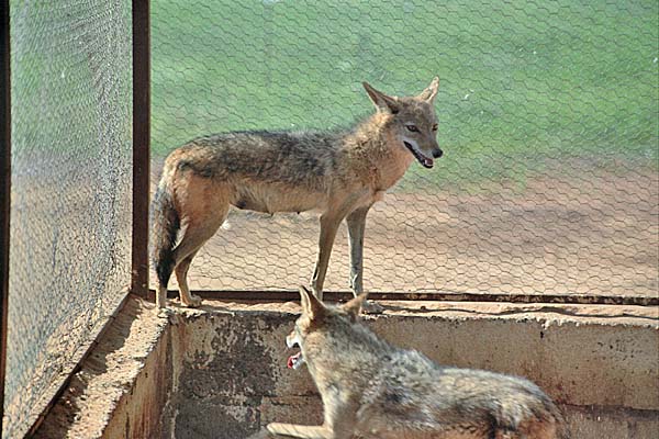 Sebha_FezzanPark1.jpg - Fezzan Park - Volpi del deserto