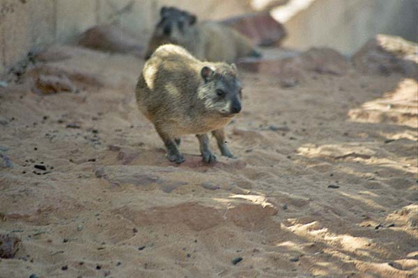 Sebha_FezzanPark2.jpg - Fezzan Park - Topi del deserto