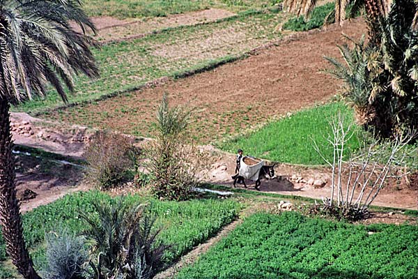 Marocco349.jpg - Un bambino ritorna dai campi