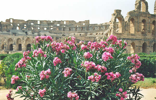 Tunisia077.JPG - El jem - Anfiteatro romano