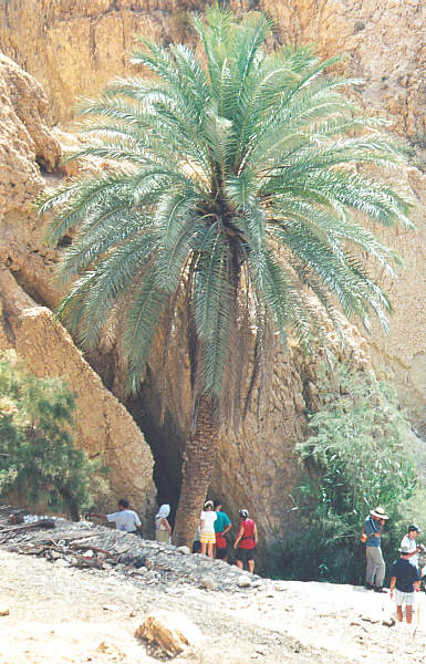 Tunisia091.JPG - Oasi di Montagna