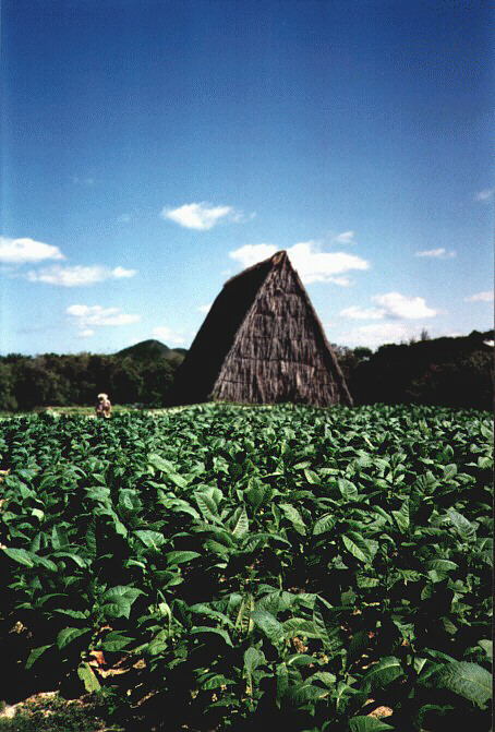 cuba010.jpg - Coltivazioni di tabacco, Pinar del Rìo