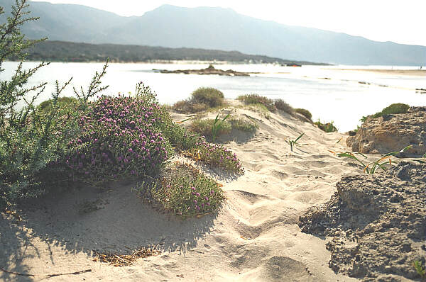 creta018.jpg - La baia di Elafonissos