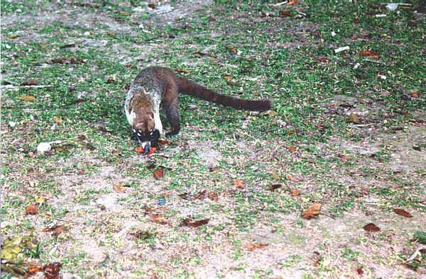 Guatemala003.JPG - Fauna locale